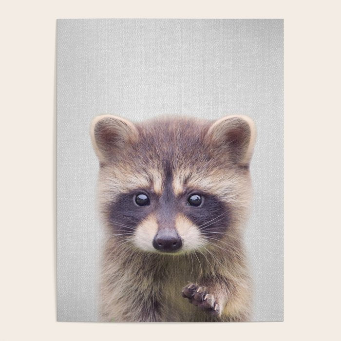 Raccoon - Colorful Poster Gallery Image 4