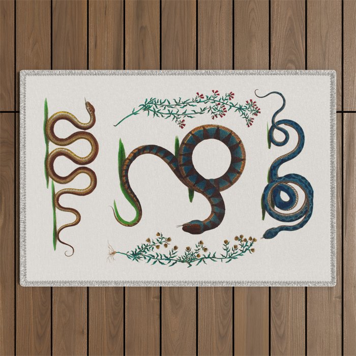 Albertus Seba Three Snakes And Floral Vines  Outdoor Rug Gallery Image 1