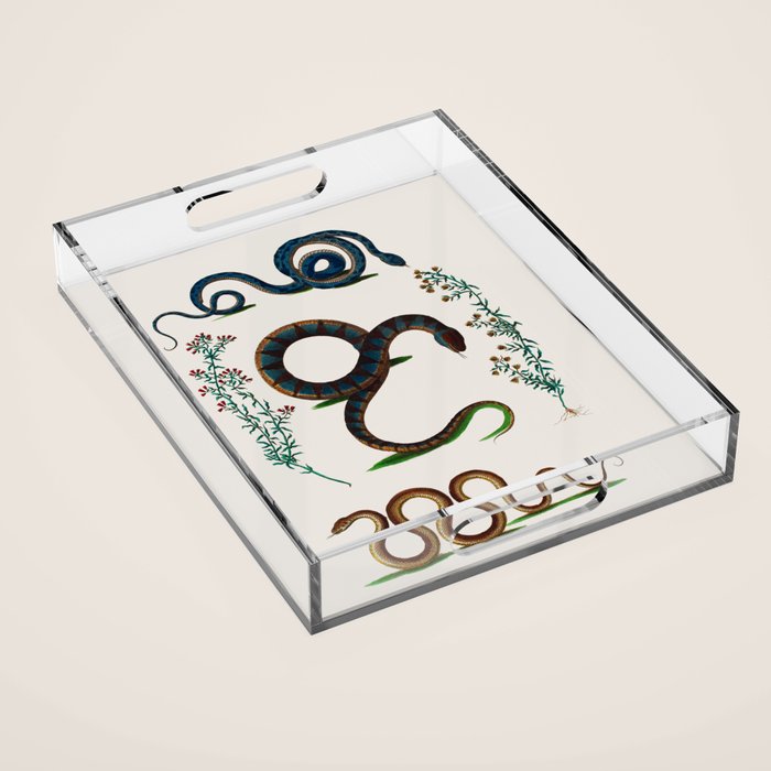 Albertus Seba Three Snakes And Floral Vines  Acrylic Tray Gallery Image 1