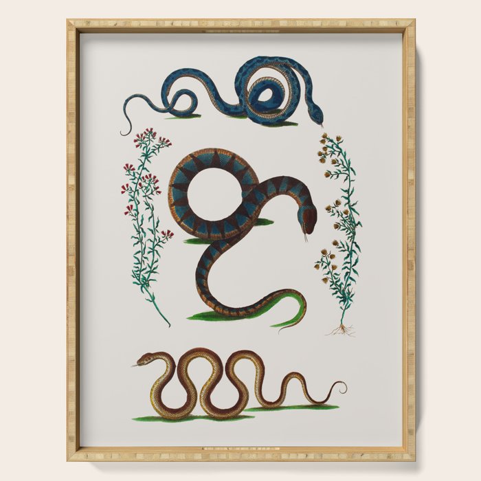 Albertus Seba Three Snakes And Floral Vines  Serving Tray Gallery Image 1