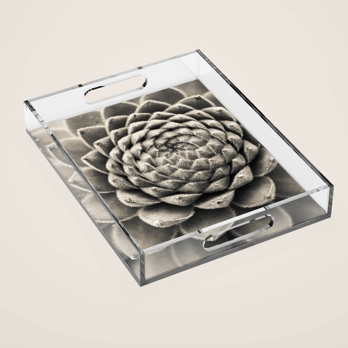Sempervivum Study Black and White - Succulent photograph - houseplant botanical print Acrylic Tray Gallery Image 1