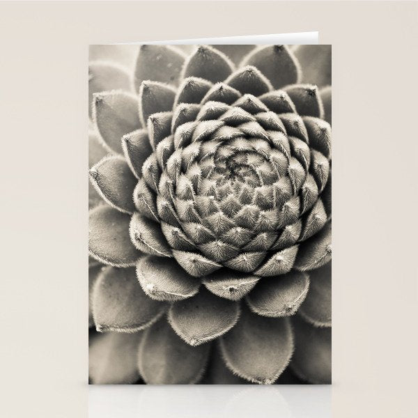 Sempervivum Study Black and White - Succulent photograph - houseplant botanical print Stationery Card Gallery Image 2