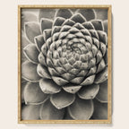 Sempervivum Study Black and White - Succulent photograph - houseplant botanical print Serving Tray Gallery Image 1