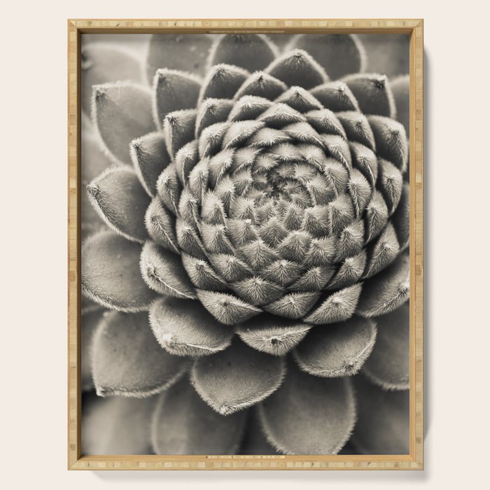 Sempervivum Study Black and White - Succulent photograph - houseplant botanical print Serving Tray Gallery Image 1