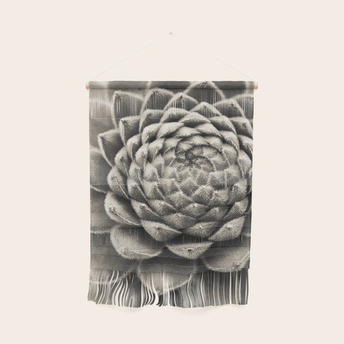 Sempervivum Study Black and White - Succulent photograph - houseplant botanical print Wall Hanging Gallery Image 1
