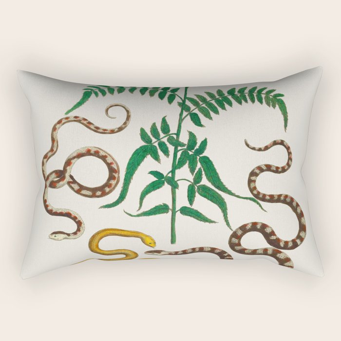 Vipers Aspis hugyi Serpentes Shinus molle Poster Print by Albertus SEBA Rectangular Pillow Gallery Image 1