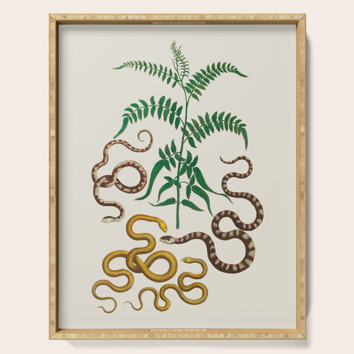 Vipers Aspis hugyi Serpentes Shinus molle Poster Print by Albertus SEBA Serving Tray Gallery Image 1