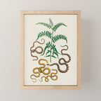 Vipers Aspis hugyi Serpentes Shinus molle Poster Print by Albertus SEBA Mini Art Print Gallery Image 1