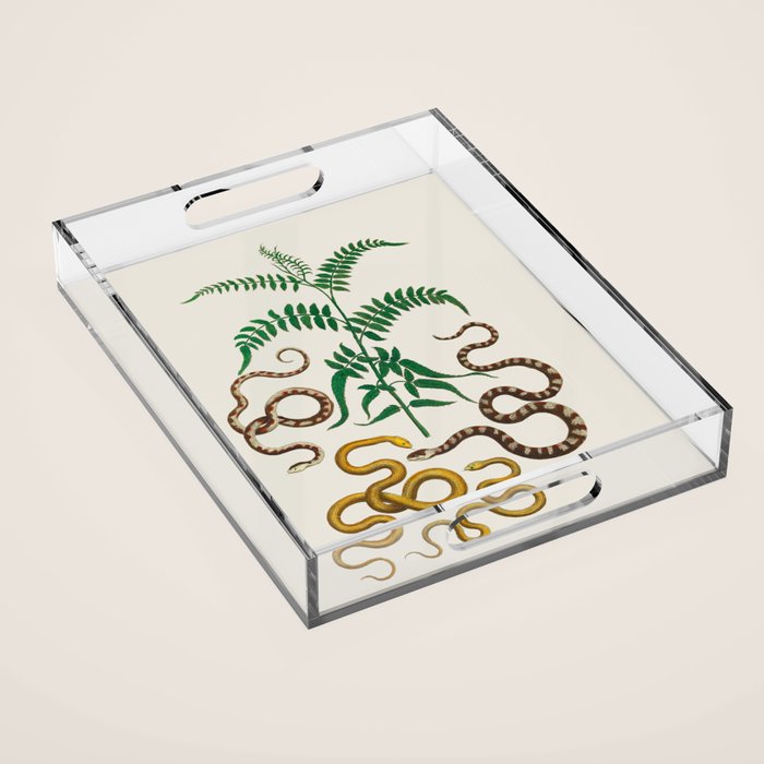 Vipers Aspis hugyi Serpentes Shinus molle Poster Print by Albertus SEBA Acrylic Tray Gallery Image 1