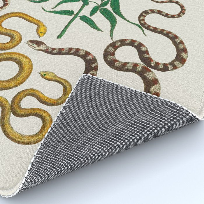 Vipers Aspis hugyi Serpentes Shinus molle Poster Print by Albertus SEBA Rug Gallery Image 4