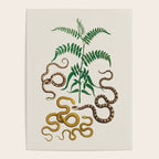 Vipers Aspis hugyi Serpentes Shinus molle Poster Print by Albertus SEBA Poster Gallery Image 4
