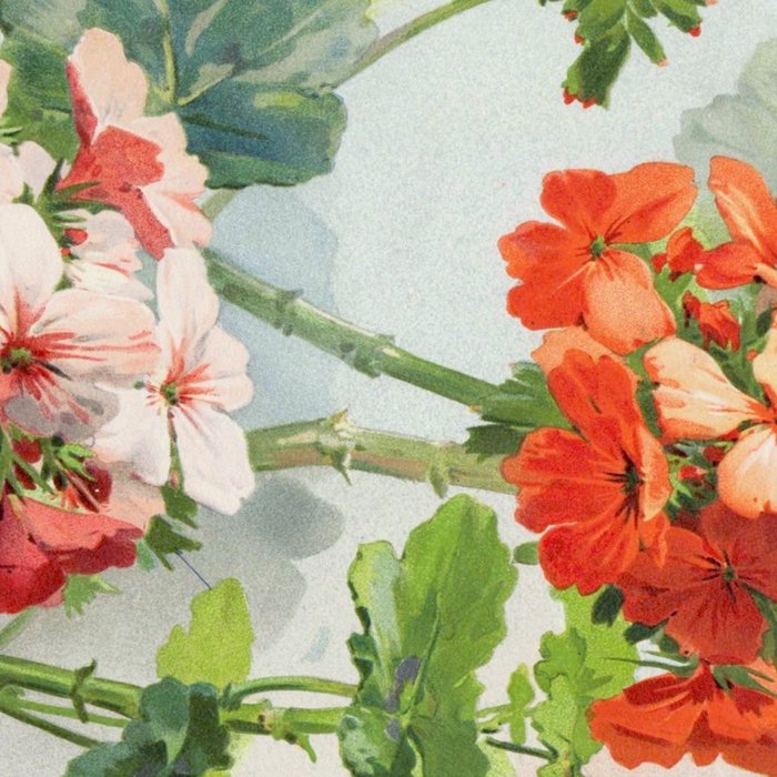 Panneaux de Fleurs  1900 Watercolor Geranium Illustration Coffee Mug Gallery Image 2