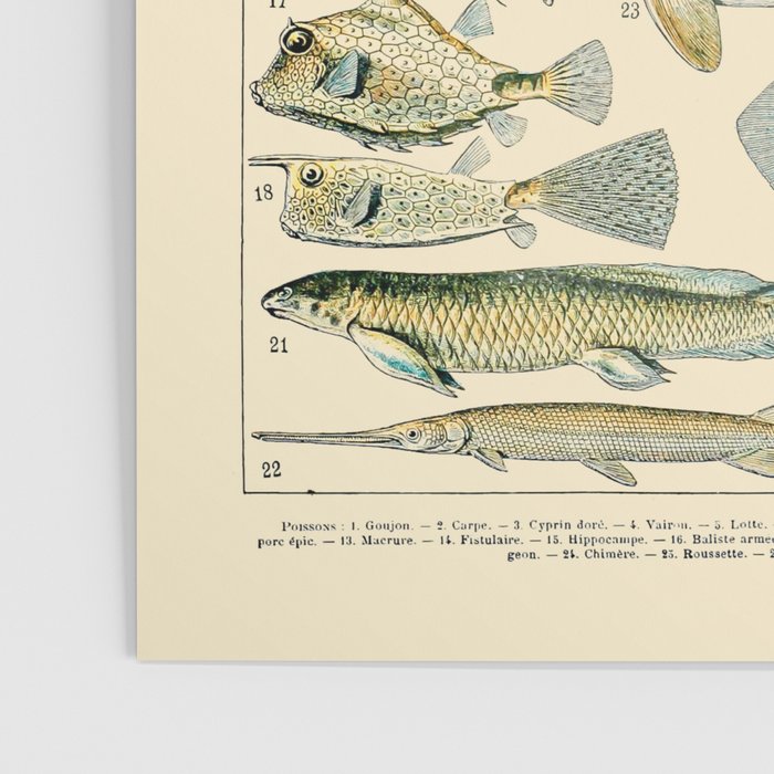 Vintage Fishing Diagram // Poissons II by Adolphe Millot 19th Century Science Textbook Artwork Poster Gallery Image 3