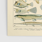 Vintage Fishing Diagram // Poissons II by Adolphe Millot 19th Century Science Textbook Artwork Poster Gallery Image 3