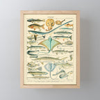 Vintage Fishing Diagram // Poissons II by Adolphe Millot 19th Century Science Textbook Artwork Mini Art Print Gallery Image 1