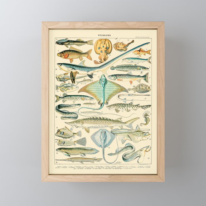 Vintage Fishing Diagram // Poissons II by Adolphe Millot 19th Century Science Textbook Artwork Mini Art Print Gallery Image 1
