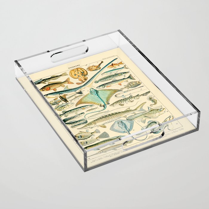 Vintage Fishing Diagram // Poissons II by Adolphe Millot 19th Century Science Textbook Artwork Acrylic Tray Gallery Image 1