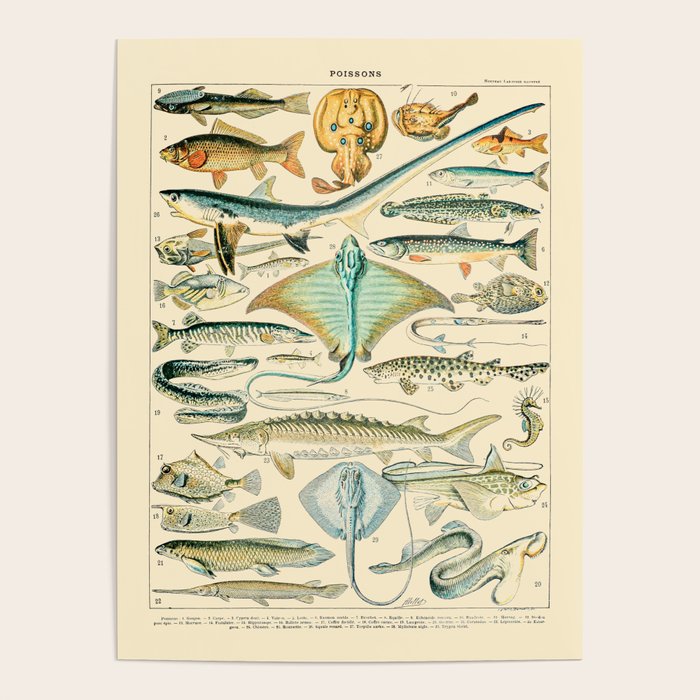 Vintage Fishing Diagram // Poissons II by Adolphe Millot 19th Century Science Textbook Artwork Poster Gallery Image 4
