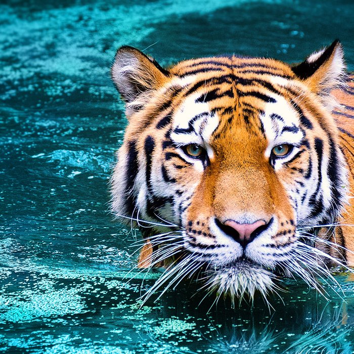 Tiger in Water Coffee Mug Gallery Image 2