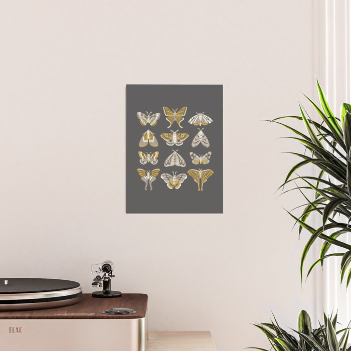 Moths Poster Gallery Image 2
