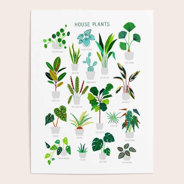 House Plants  Poster Gallery Image 1