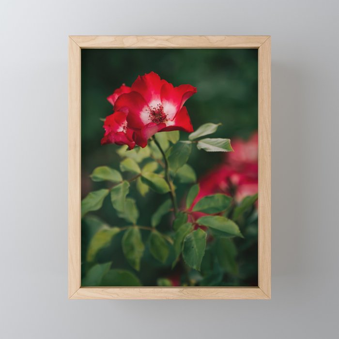 Alpine Rose Mini Art Print Gallery Image 1
