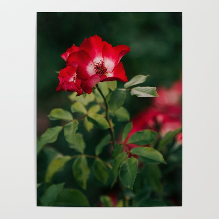 Alpine Rose Poster Gallery Image 1