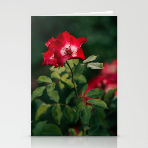 Alpine Rose Stationery Card Gallery Image 2