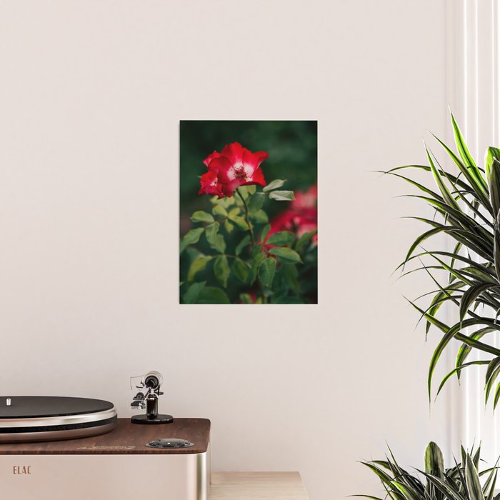 Alpine Rose Poster Gallery Image 2