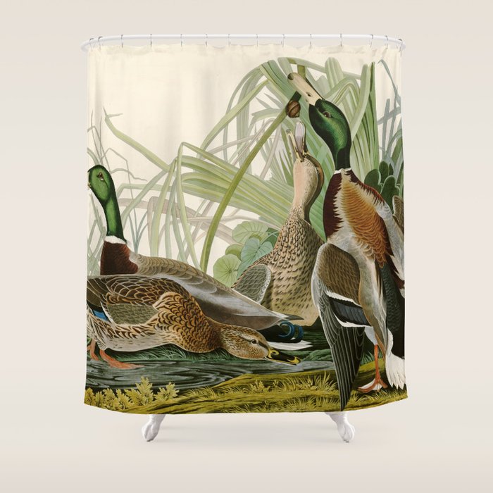 Mallard Duck - John James Audubon Birds of America Shower Curtain Gallery Image 1