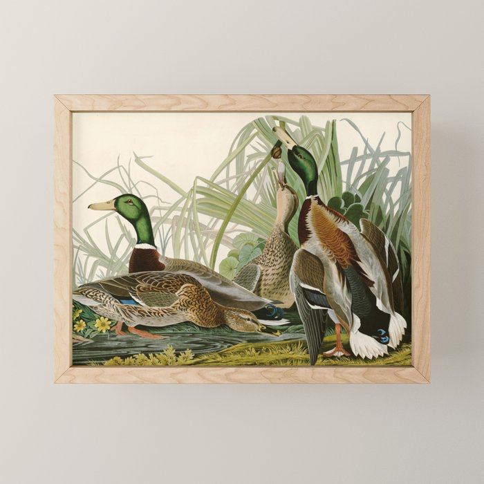 Mallard Duck - John James Audubon Birds of America Mini Art Print Gallery Image 1