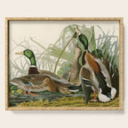 Mallard Duck - John James Audubon Birds of America Serving Tray Gallery Image 1