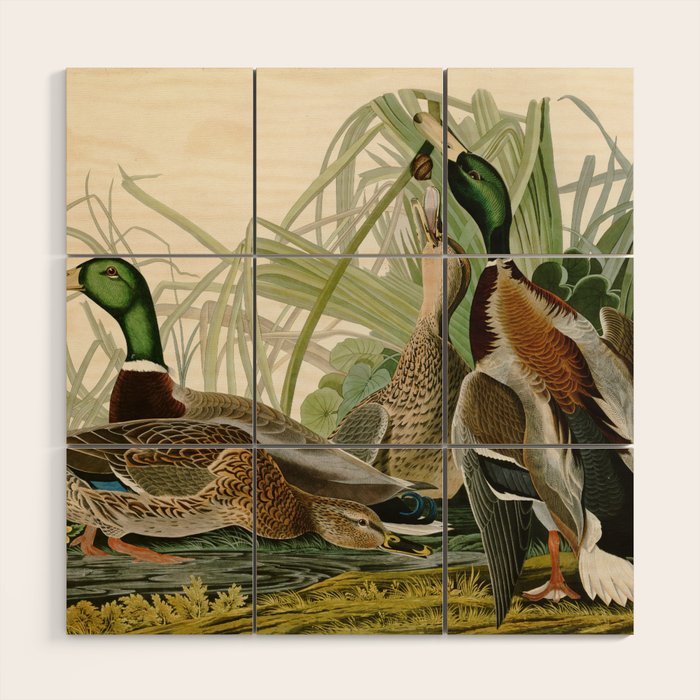 Mallard Duck - John James Audubon Birds of America Wood Wall Art Gallery Image 1