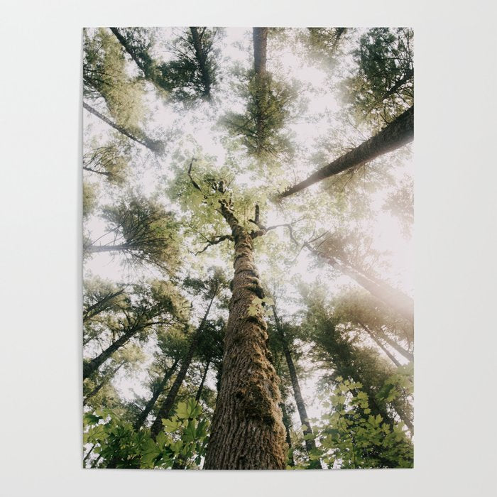 Looking Up Poster Gallery Image 1