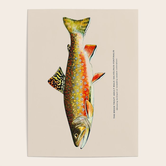 Brook Trout Poster Gallery Image 4