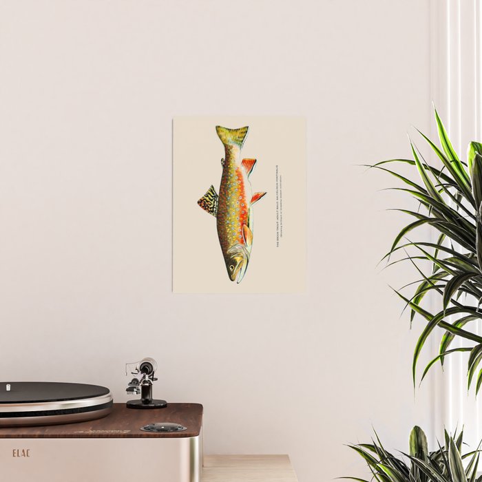 Brook Trout Poster Gallery Image 2