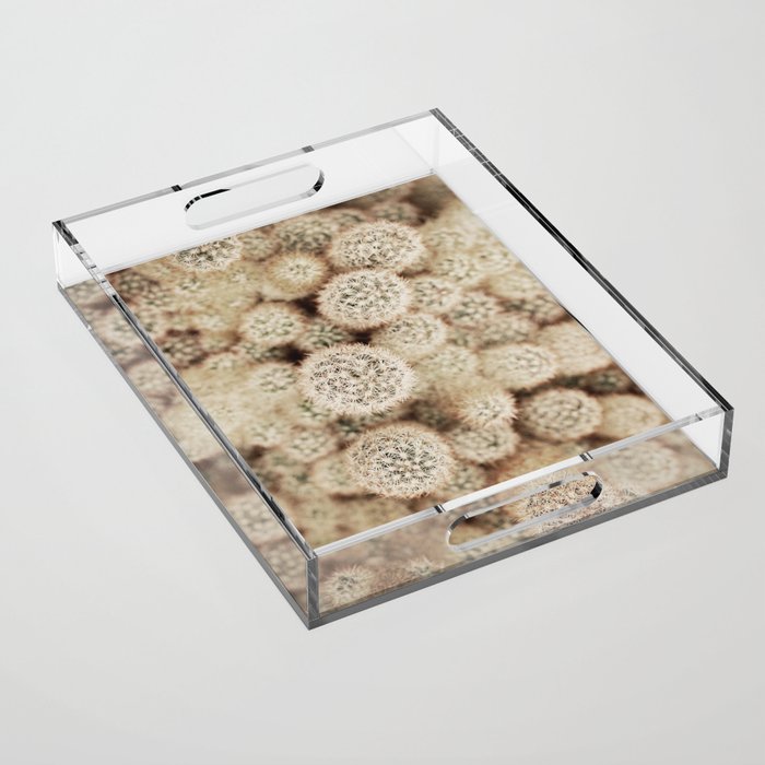 Chihuahuan Desert Cactus x West Texas Photography Acrylic Tray Gallery Image 1