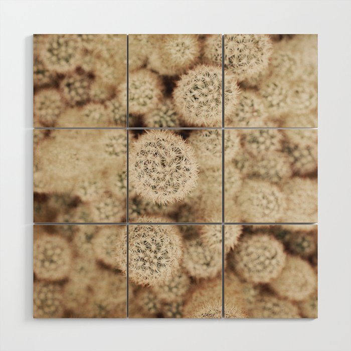 Chihuahuan Desert Cactus x West Texas Photography Wood Wall Art Gallery Image 1