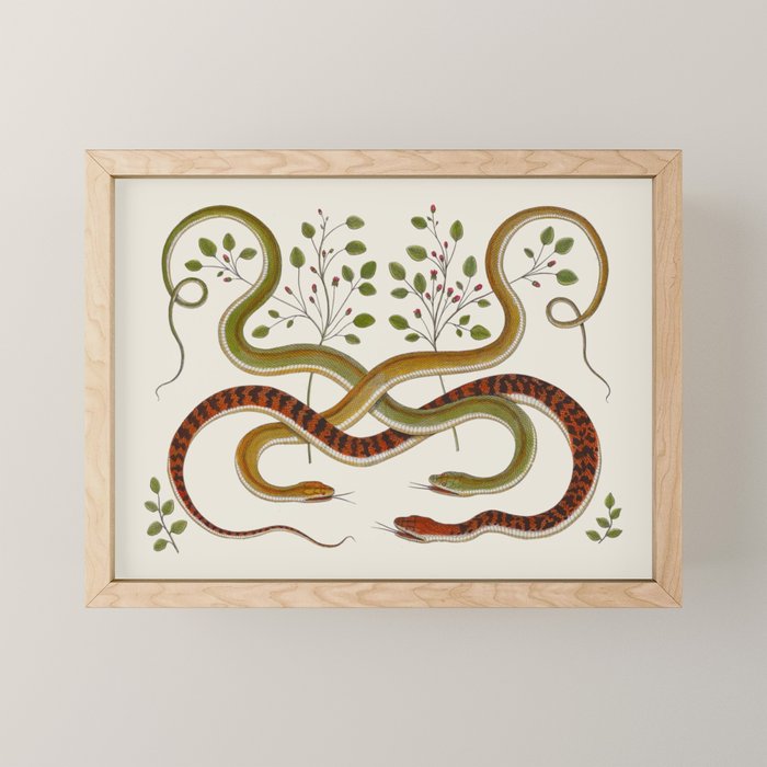 Snakes by Albertus Seba Mini Art Print Gallery Image 1