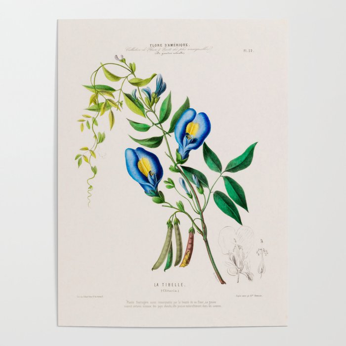 Clitoria from "Flore dâAmÃ©rique" by Ãtienne Denisse, 1840s Poster Gallery Image 1
