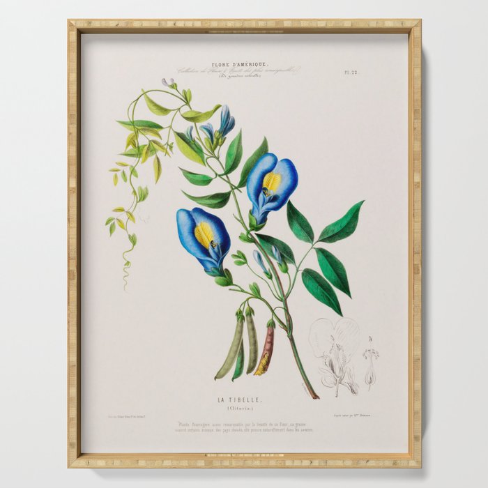 Clitoria from "Flore dâAmÃ©rique" by Ãtienne Denisse, 1840s Serving Tray Gallery Image 1