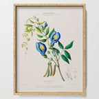 Clitoria from "Flore dâAmÃ©rique" by Ãtienne Denisse, 1840s Serving Tray Gallery Image 1