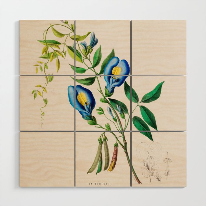 Clitoria from "Flore dâAmÃ©rique" by Ãtienne Denisse, 1840s Wood Wall Art Gallery Image 1