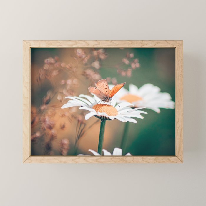 Butterfly on a daisy flower - summer nights Mini Art Print Gallery Image 1