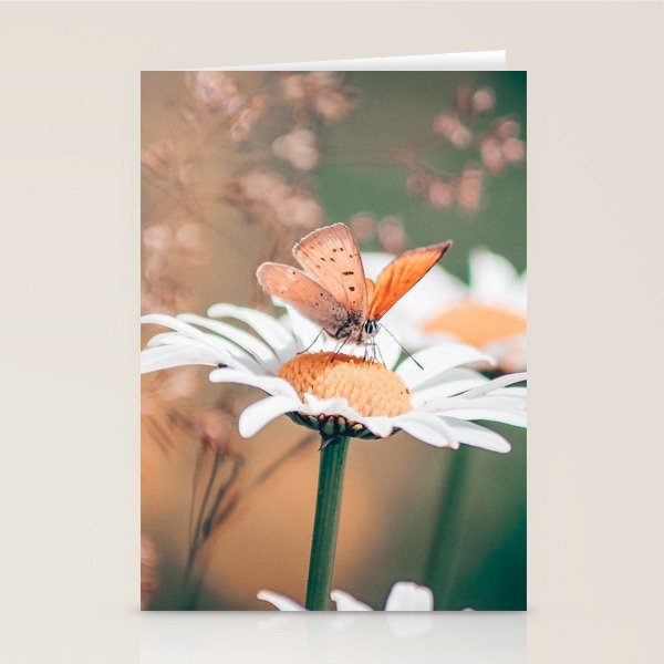 Butterfly on a daisy flower - summer nights Stationery Card Gallery Image 2