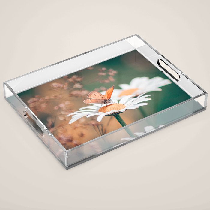 Butterfly on a daisy flower - summer nights Acrylic Tray Gallery Image 1