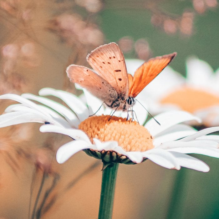 Butterfly on a daisy flower - summer nights Coffee Mug Gallery Image 2