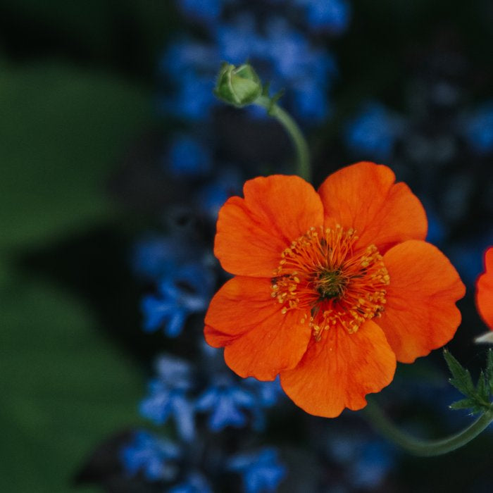 Bloom Time - Landscape and Nature Photography Coffee Mug Gallery Image 2