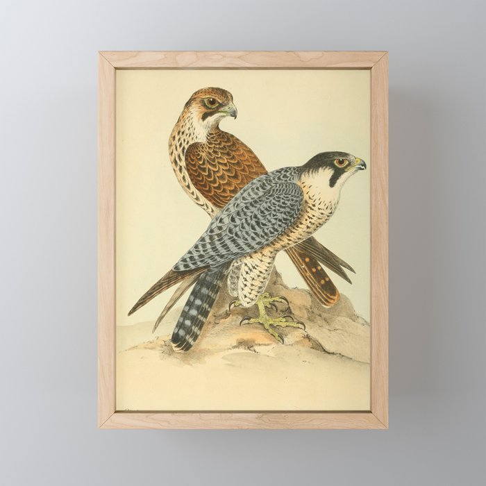 Peregrine Falcon by Henry Leonard Meyer, 1853 (benefitting The Nature Conservancy) Mini Art Print Gallery Image 1