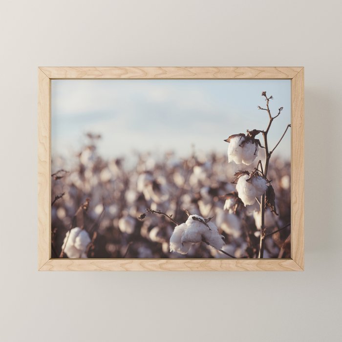West Texas Cotton Field Mini Art Print Gallery Image 1